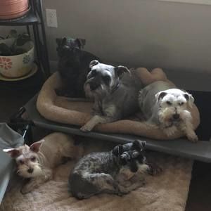 Meet your Posher, Darla